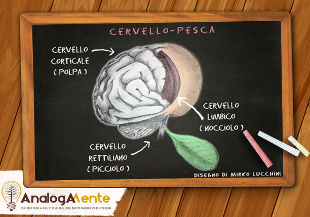 cervello-pesca